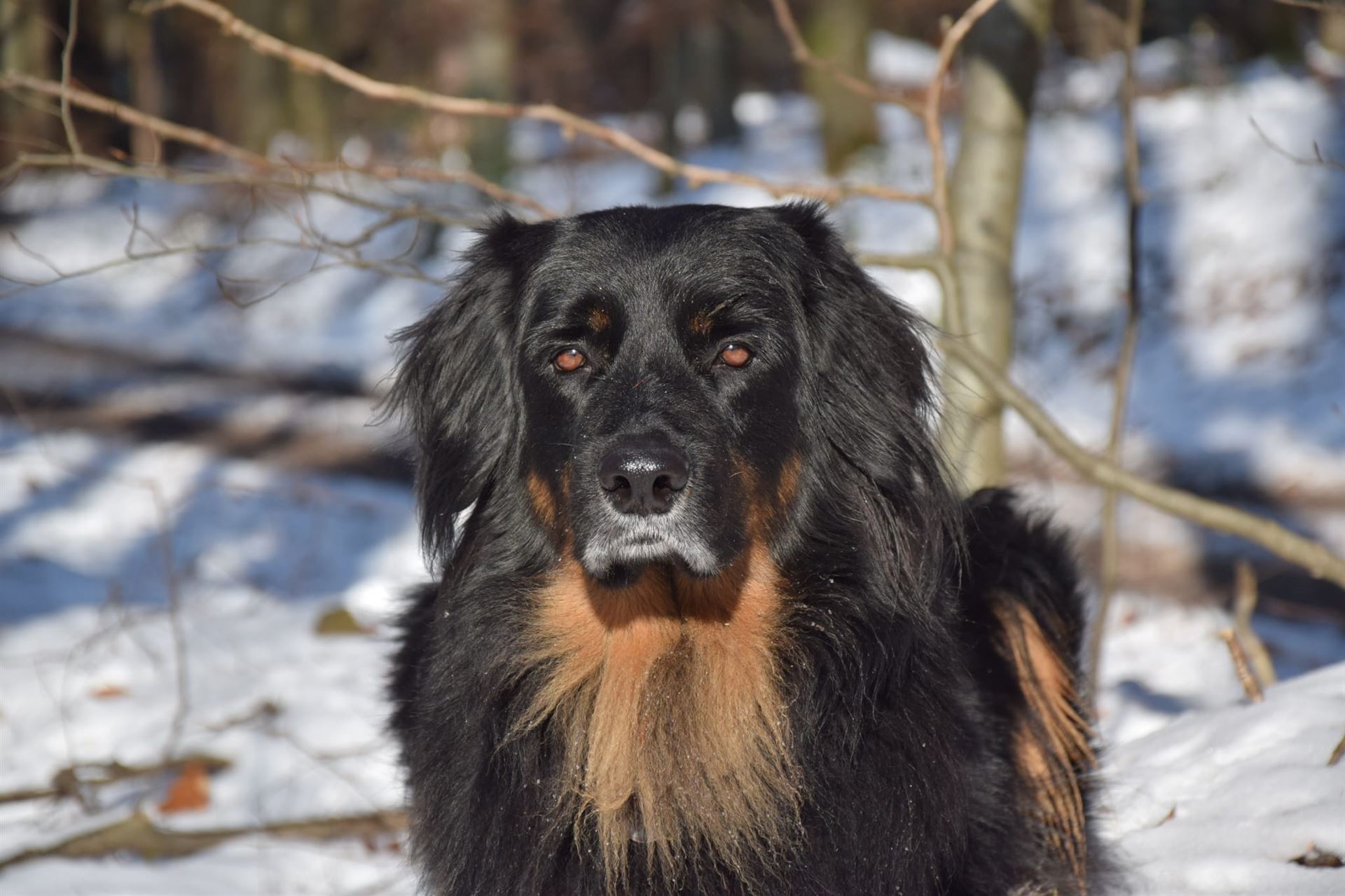 Ray of Light of Loyalguards